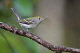 Chestnut-sided Warbler