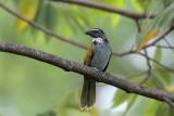 Black-headed Saltator