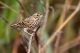 Savannah Sparrow