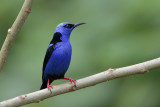 Red-legged Honeycreeper