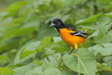 Baltimore Oriole