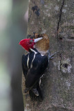 Pale-billed Woodpecker