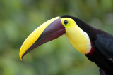 Yellow-throated Toucan