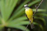 Gray-capped Flycatcher