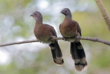 Gray-headed Chachalaca