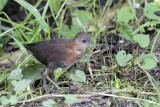 White-throated Crake