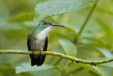 White-chested Emerald