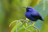 Purple Honeycreeper