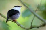 White-bearded Manakin