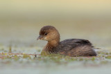 Pied-billed Grebe
