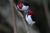 Masked Cardinal