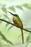 Rufous-tailed Jacamar