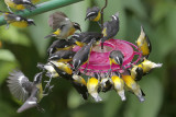 Bananaquit