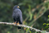 Common Black Hawk