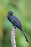 Smooth-billed Ani