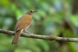 Cocoa Thrush