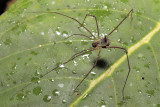 Harvestman