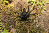 Tailless Whip Scorpion