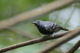 White-flanked Antwren