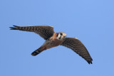 American Kestrel