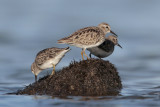 Least Sandpiper