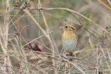 LeConte's Sparrow