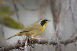 Common Yellowthroat