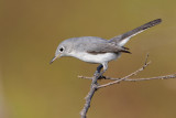 Blue-gray Gnatcatcher