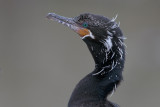 Neotropic Cormorant