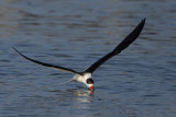 Black Skimmer