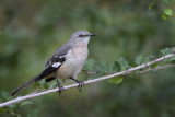 Northern Mockingbird