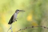 Black-chinned Hummingbird