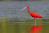 Scarlet Ibis