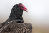 Turkey Vulture