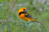 Altamira Oriole