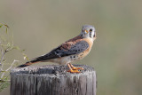 American Kestrel