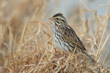 Savannah Sparrow