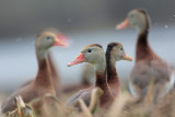 Black-bellied Whistling-Duck