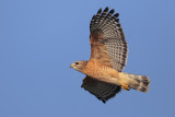 Red-shouldered Hawk