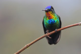 Fiery-throated Hummingbird