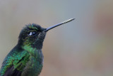 Talamanca Hummingbird