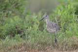Willet
