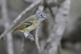 Blue-headed Vireo