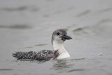 Common Loon