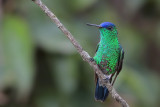 Indigo-capped Hummingbird