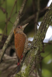 Red-rumped Woodpecker