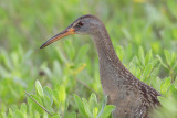 Clapper Rail