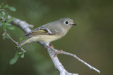 Ruby-crowned Kinglet