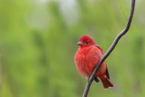 Summer Tanager