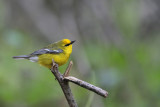 Blue-winged Warbler